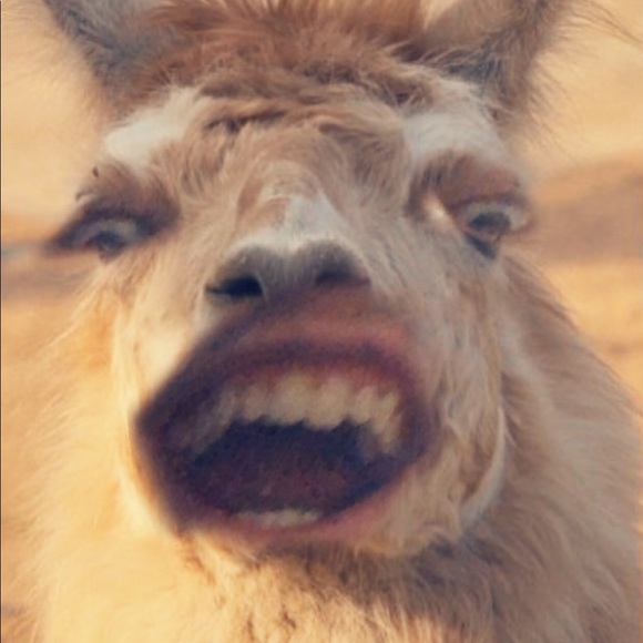 Meet your Posher, Nestor - Picture 1 of 1